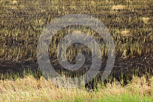 Burnt grass in the field after the fire. Close up.
