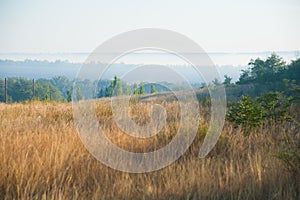 Burnt grass, landscape fire
