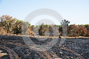 Burnt grass, landscape fire