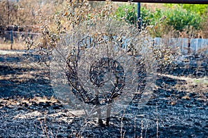 Burnt grass, landscape fire