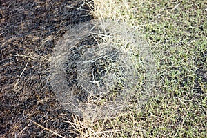 Burnt grass in spring ,Closeup
