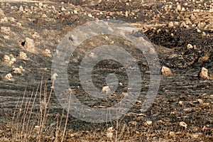 Burnt grass in spring ,Closeup arson and burned dry grass background