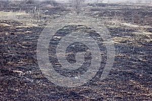 Burnt grass in spring ,Closeup