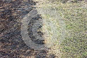 Burnt grass in spring ,Closeup