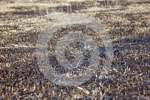 Burnt grass in spring ,Closeup