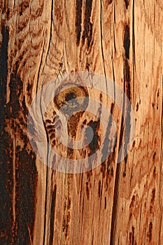 Burnt knotty wood background photo