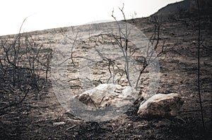 Burnt landscape after a fire. Basque Country photo