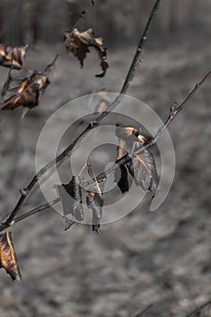 Burnt leaves on small tree after forest fire