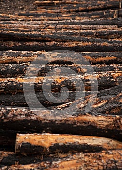 Burnt logs