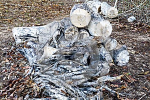 Burnt Logs And Sticks From Camp Fire