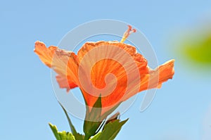 Burnt Orange Chinese Hibiscus under view with blue sky