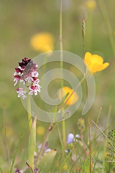 Burnt orchid, Burnt-tip orchid, Burnt tip orchid (Orchis ustulata var. ustulata, Neotinea ustulata), blooming on a meadow, Sweden