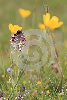 Burnt orchid, Burnt-tip orchid, Burnt tip orchid (Orchis ustulata var. ustulata, Neotinea ustulata), blooming on a meadow, Sweden