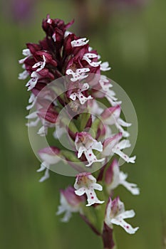 Burnt orchid, Burnt-tip orchid, Burnt tip orchid (Orchis ustulata var. ustulata, Neotinea ustulata), blooming on a meadow, Sweden