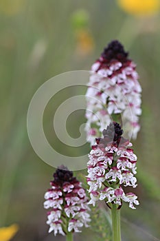 Burnt orchid, Burnt-tip orchid, Burnt tip orchid (Orchis ustulata var. ustulata, Neotinea ustulata), blooming on a meadow, Sweden