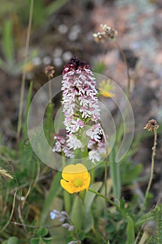 Burnt orchid, Burnt-tip orchid, Burnt tip orchid (Orchis ustulata var. ustulata, Neotinea ustulata), blooming on a meadow, Sweden