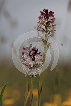 Burnt orchid, Burnt-tip orchid, Burnt tip orchid (Orchis ustulata var. ustulata, Neotinea ustulata), blooming on a meadow, Sweden