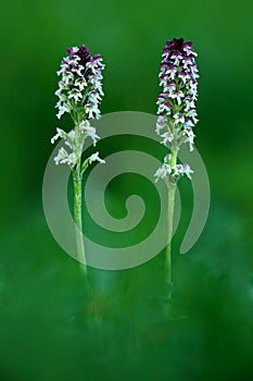 Burnt Orchid, Orchis ustulata, flowering European terrestrial wild orchid, nature habitat, detail of bloom, green clear background
