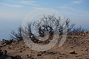 Burnt out bush after fire