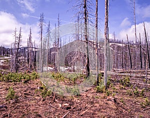 Burnt out Forest Fire