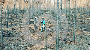 Burnt-out pine forest with two firemen at work