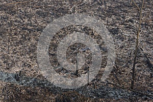 Burnt out surface the earth