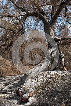 Burnt out tree remnants of a forest fire