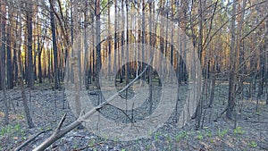 Pine forest after a grassroots fire