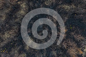 Burnt pine forest top view. ecological catastrophy photo