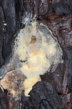 Burnt pine producing resin to resist pine shoot beetle, Tomicus damage