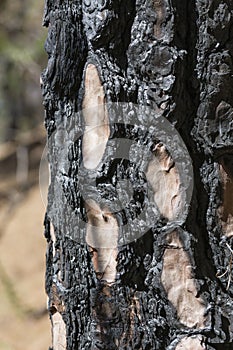 Burnt Pine Tree Bark, La Palma, Spain