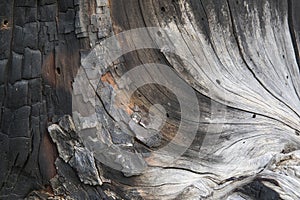 A Burnt Pine Tree Texture