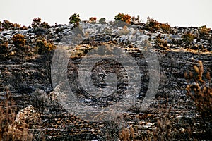 Burnt remains of a forest in Croatia on a sunny morning