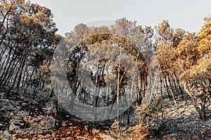 Burnt remains of a forest in Croatia on a sunny morning