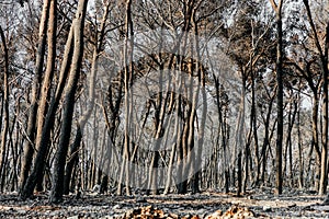 Burnt remains of a forest in Croatia on a sunny morning