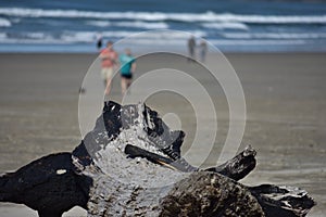 Burnt Remains of a Log on Nye Beach Oregon photo