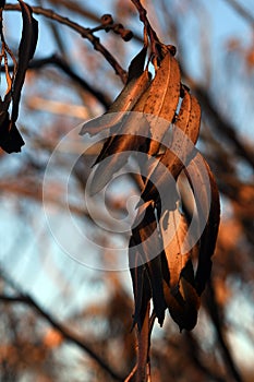 Burnt, scorched, blackened and twisted gum leaves in Sydney woodland following a bushfire