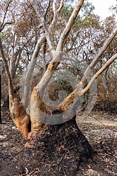 Burnt Scribbly Gum Trees