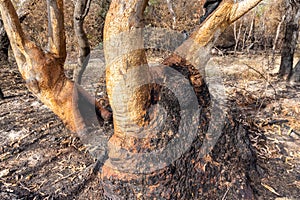 Burnt Scribbly Gum Trees