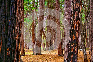 Burnt sequoia tree in California National Park forest