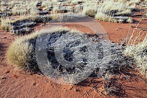 Burnt spinifex tussock