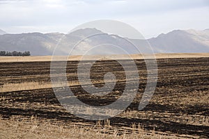 Burnt stubble from farmland in South Africa