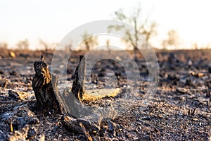 Burnt stump in the field