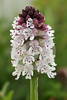 Burnt-tip Orchid