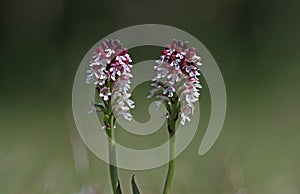 Burnt tip Orchid