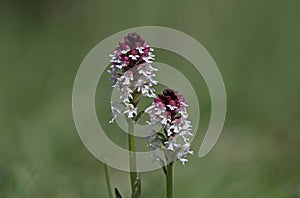 Burnt tip Orchid