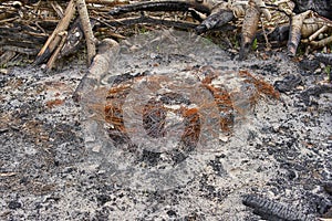 Burnt tires