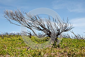 Burnt tree in australian outback
