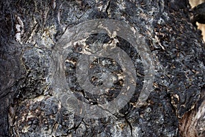 Burnt tree bark background texture