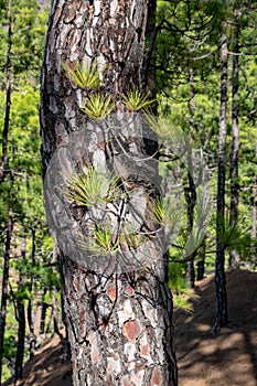 Burnt tree bark and new green regrowth following a forest fire the Canary Island Pine Tree pinus canariensis